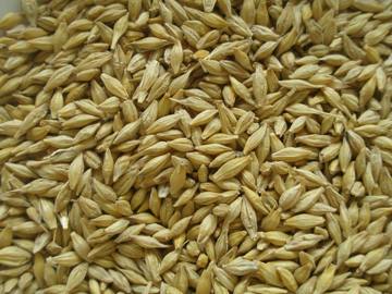 Barley